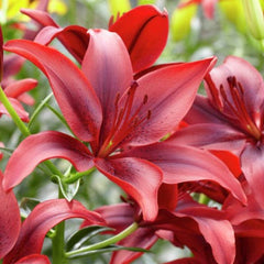Black Out Asiatic Lily Bulbs