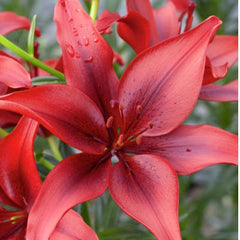 Black Out Asiatic Lily Bulbs