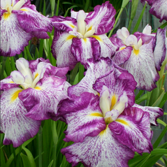 Japanese Iris - Dinner Plate Harlequinesque - Seedsplant
