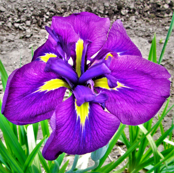 Japanese Iris - Royal Robes