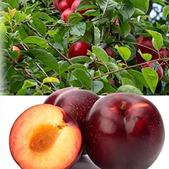 American Red Plum Tree Seeds for Planting Great Home Garden Gift