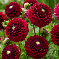 Geerlings Babette Ball Dahlia