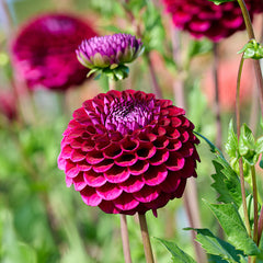 Geerlings Babette Ball Dahlia
