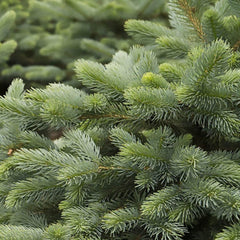 Baby Blue Eyes Spruce