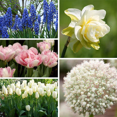 Ballerina Flower Bulb Collection