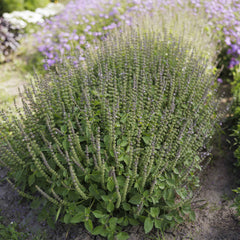 Basil Seeds - Blue Spice