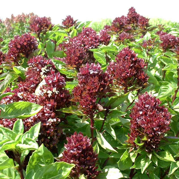 Basil Seeds - Cardinal
