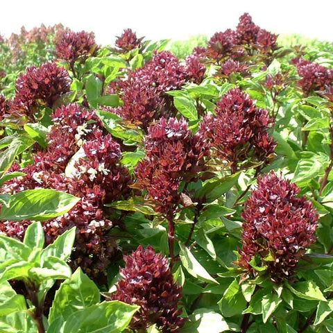 Basil Seeds - Cardinal