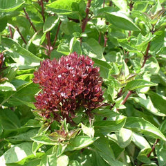 Basil Seeds - Cardinal