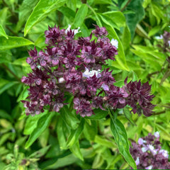 Basil Seeds - Cardinal