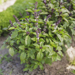 Basil Seeds - Cinnamon