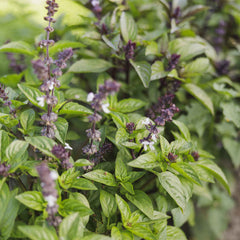 Basil Seeds - Cinnamon