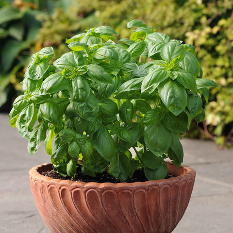 Basil Seeds - Dolce Fresca