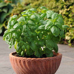 Basil Seeds - Dolce Fresca