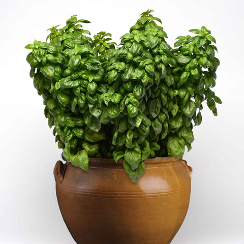 Basil Seeds - Everleaf Genovese