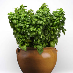 Basil Seeds - Everleaf Genovese