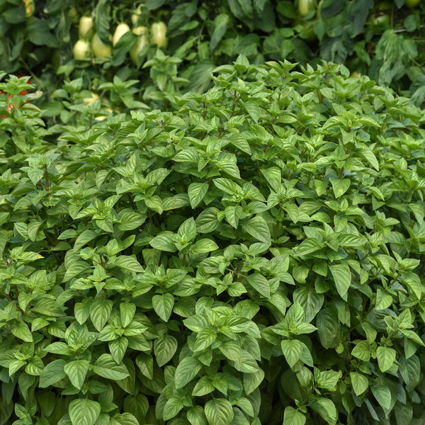 Basil Seeds - Everleaf Lemon