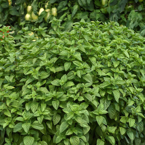 Basil Seeds - Everleaf Lemon