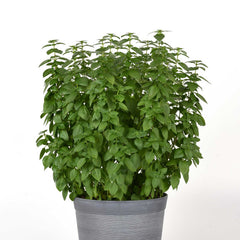 Basil Seeds - Everleaf Lemon