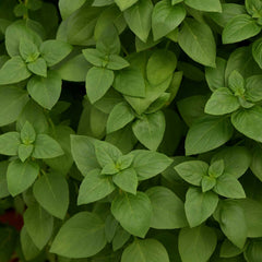 Basil Seeds - Everleaf Lemon