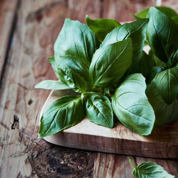 Basil Seeds - Italian Large Leaf