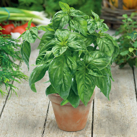 Basil Seeds - Large Sweet for Pots