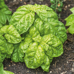 Basil Seeds - Lettuce Leaf