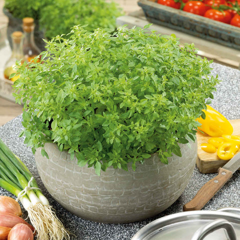 Basil Seeds - Minette Compact Greek