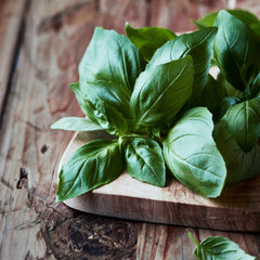 Basil Seeds (Organic) - Italian Large Leaf