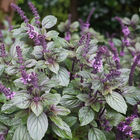 Basil Seeds - Red Rubin Improved