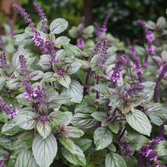 Basil Seeds - Red Rubin Improved