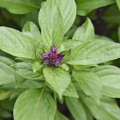 Basil Seeds - Siam Queen