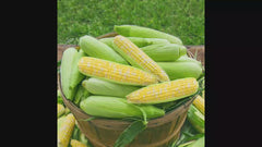 Simply Irresistible® Hybrid Sweet Corn Seed