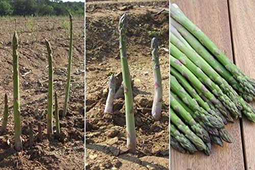 2 Year Roots,Large,green spears tipped,Vegetable