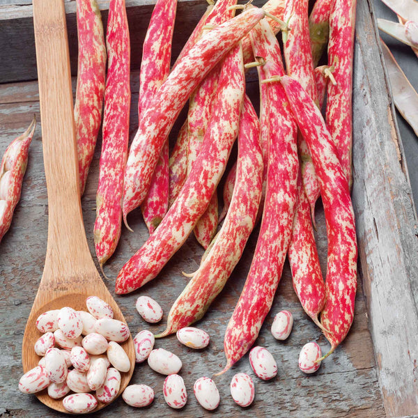 Bean Seeds (Bush) - Borlotto