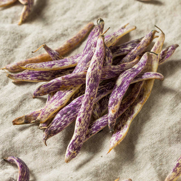 Bean Seeds (Organic - Bush) - Dragon Langerie