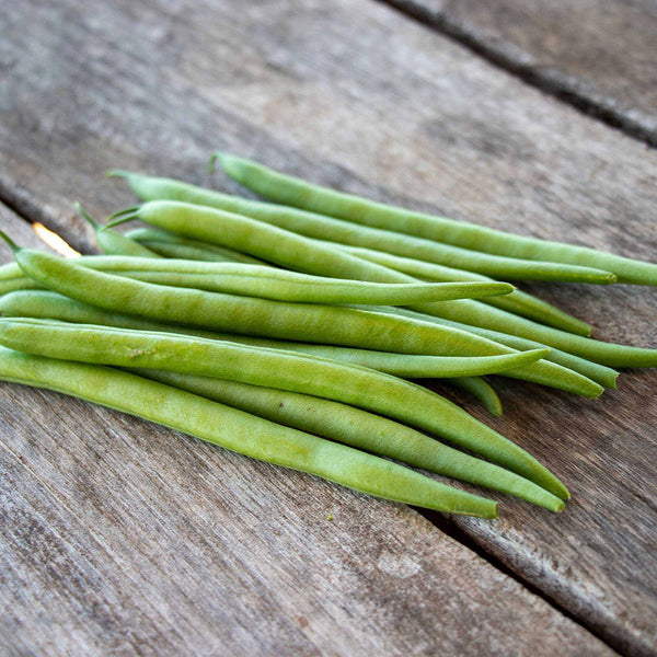 Bean Seeds (Bush) - Elegance