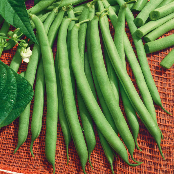 Bean Seeds (Bush) - Harvester