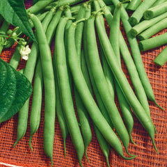 Bean Seeds (Bush) - Harvester
