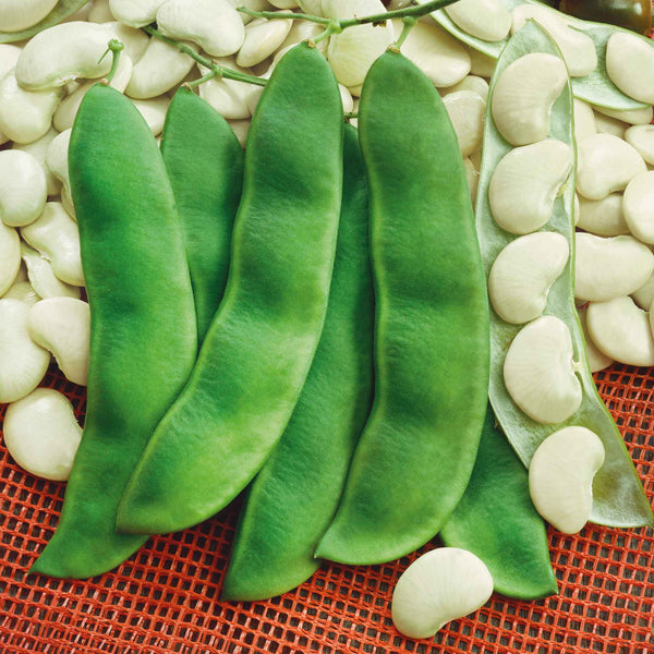 Bean Seeds (Bush Lima) - Henderson