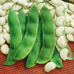 Bean Seeds (Bush Lima) - Henderson