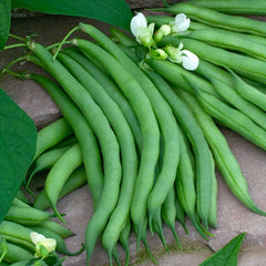 Bean Seeds (Bush) - Kentucky Wonder 125