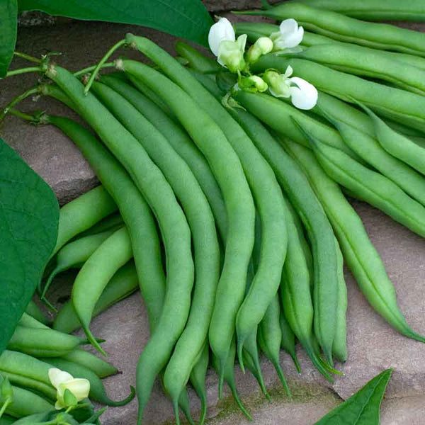 Bean Seeds (Pole) - Kentucky Wonder Brown