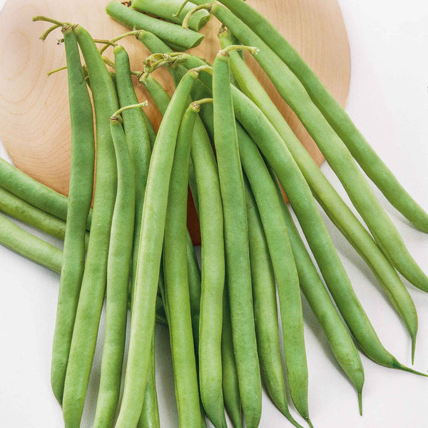 Bean Seeds (Bush) - Landreth Stringless