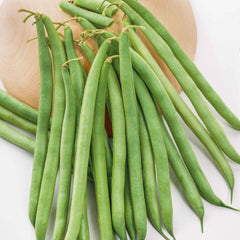 Bean Seeds (Bush) - Landreth Stringless