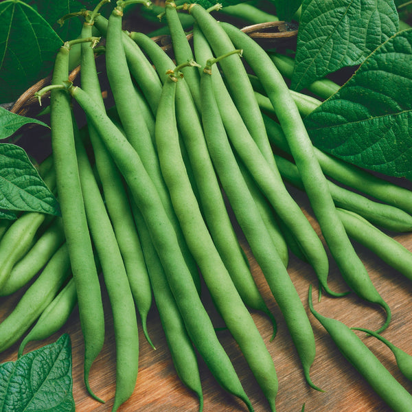 Bean Seeds (Organic) - Blue Lake 274