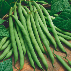 Bean Seeds (Organic) - Blue Lake 274