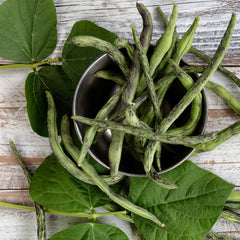 Bean Seeds (Organic - Pole) - Rattlesnake
