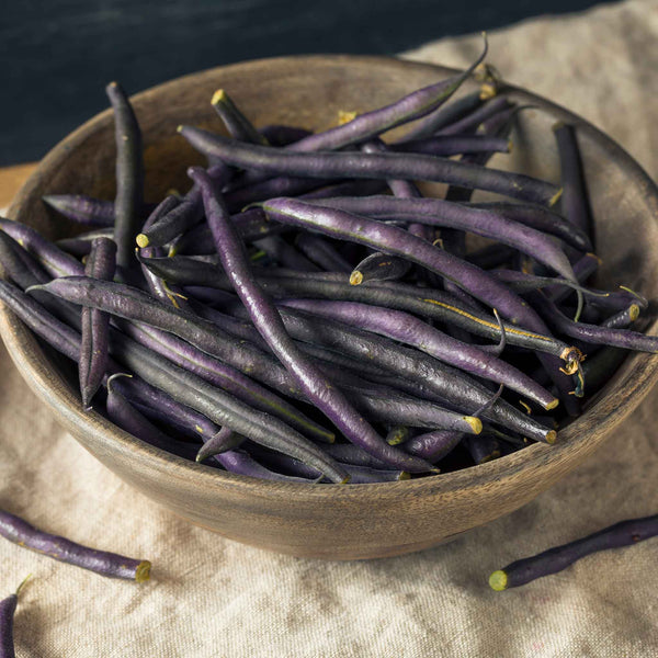 Bean Seeds (Organic - Bush) - Royal Burgundy