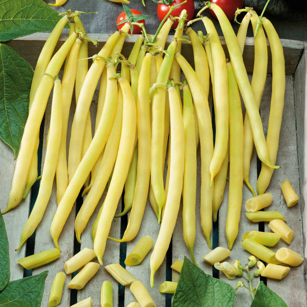 Bean Seeds (Bush) - Pencil Pod Wax